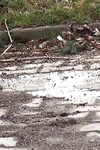 Ginger Pretty Pisses In The Mid Of The City