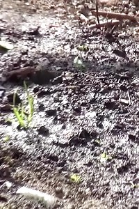 Nice-looking Brunette Leaves A Puddle Of Pee In The Soil