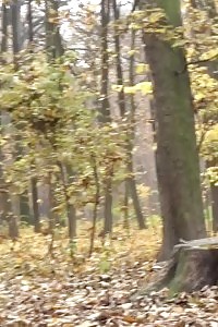 Black-haired Angel Pissing In The Park